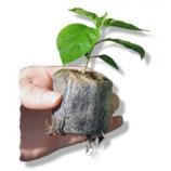 Jiffy tresetne tablete