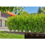 Gardena kapaljka za grmlje i živice (25 m)