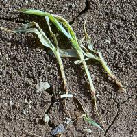 Padanje biljaka u nastajanju