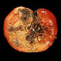 Bolesti gomolja gladiola