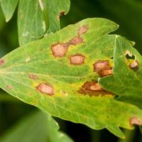 Septoria pjegavost lišća krizantema