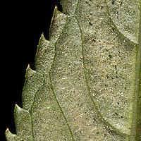 Grinje na ukrasnom bilju