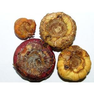 Bolesti gomolja gladiola