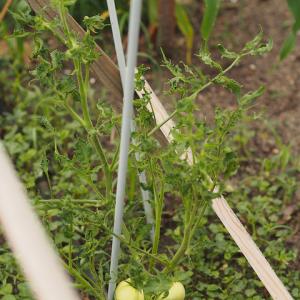 Padanje biljaka u nastajanju