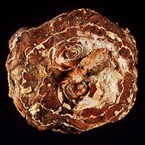 Bolesti gomolja gladiola