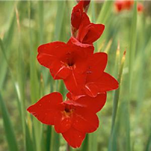 Bolesti gomolja gladiola