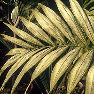 Grinje na ukrasnom bilju