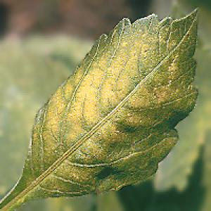 Grinje na ukrasnom bilju