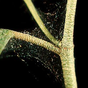 Grinje na ukrasnom bilju