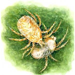 Grinje na ukrasnom bilju