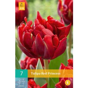 Crvena princeza tulipana "C"