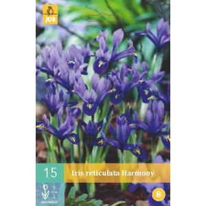 Iris harmonija "C"