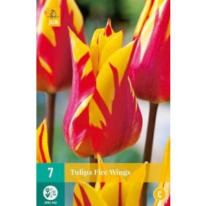 Vatrena krila tulipana "C"