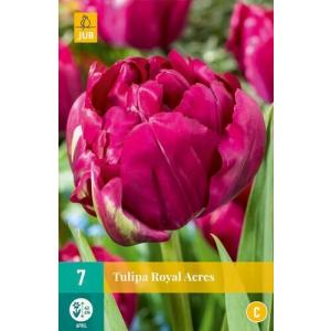 Tulip Royal Acres "C"