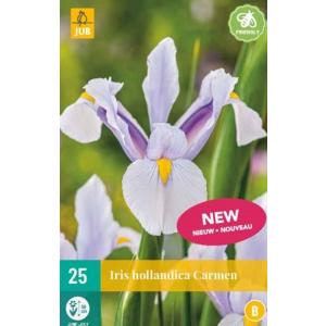 Iris Hollandica Carmen "B"