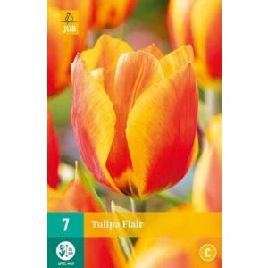 Tulipan Flair "C"