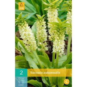 Eucomis AUTUMNALIS "C"