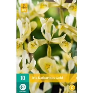 Iris Katharines zlatna "C"