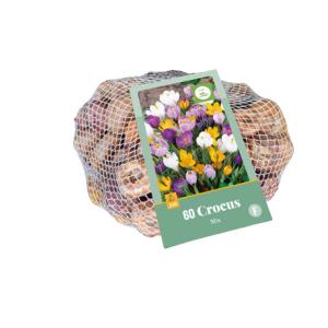 Crocus Mix 60 glavica luka