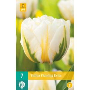 Tulip Flaming Evita "C"