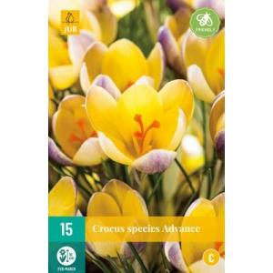 Crocus Advance "C"