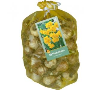 XXL Narcis Botanical Yellow 80 lukovica