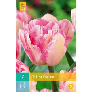 Tulipan fokstrot "C"