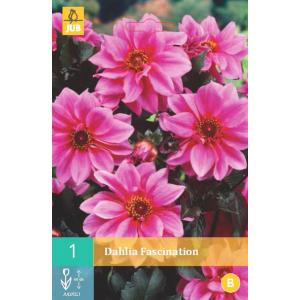 Dalija FASCINACIJA "B"