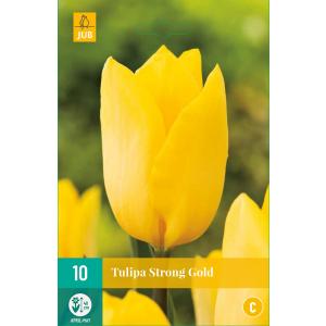 Tulip Strong Gold "C"