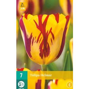 Tulipan Helmar "C"