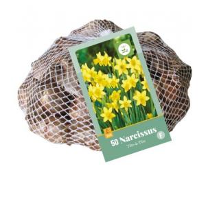 XXL Narcis Téte A Téte 50 lukovica