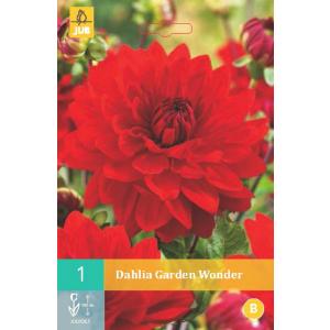 Dahlia GARDEN WONDER "B"
