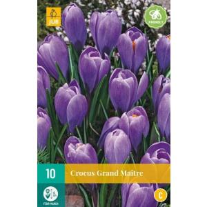 Crocus Grand Maitre "C"