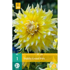 Georgina GRAND PRIX "C"