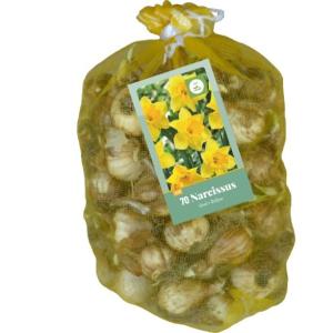 XXL Narcis žuti 70 lukovica