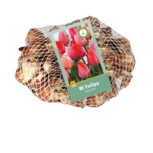 Tulip Pink Red 80 lukovica