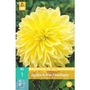 Georgina KELVIN REFLEKTOR "B"