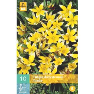 Tulipan Tarda Dasystemon "B"