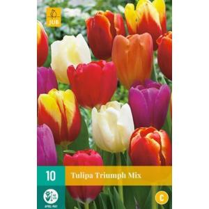 Tulip Triumph Mix "C"