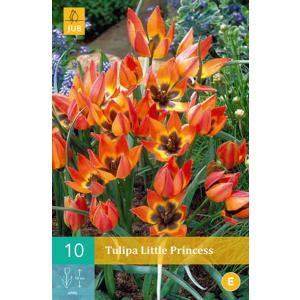 Tulipan mala princeza "C"