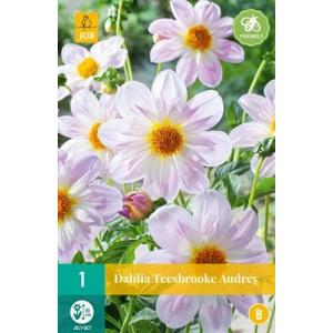 Georgina TEESBROOKE AUDREY "B"