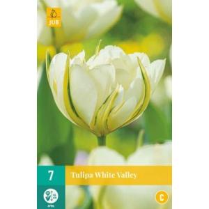 Bijela dolina tulipana "C"