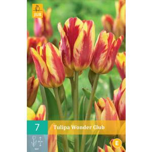 Tulip Wonder Club "C"