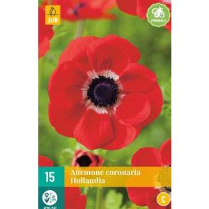Anemone Coronaria Hollandia "C" Anemone