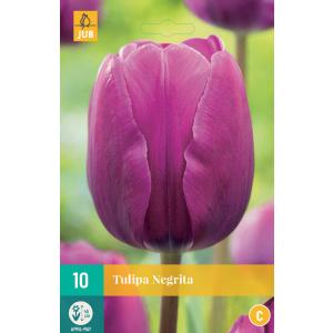 Tulipan Negrita "C"