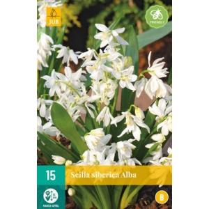 Palma Scilla Siberica Alba "B"