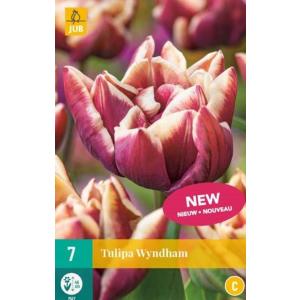 Tulipan Wyndham "C"