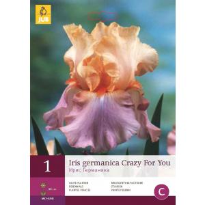 Iris GERMANICA LUDA ZA TOBOM "C"