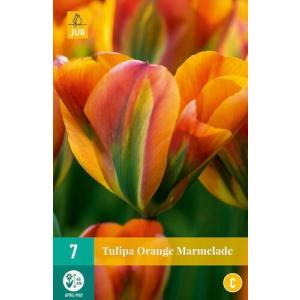 Marmelada od tulipana naranče "C"