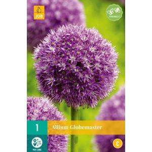 Češnjak Allium Globemaster "C"